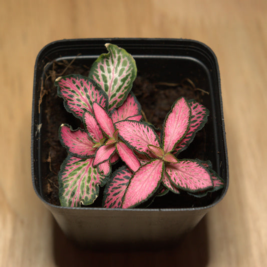 Fittonia 'Jungle Flame' (2")