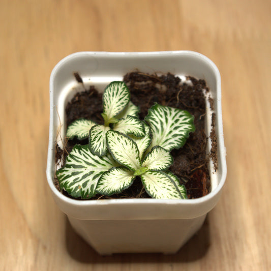 Fittonia 'Mini White' (2")