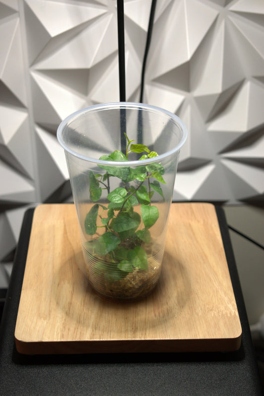 Ficus Pumila (Creeping Fig) (Bouture)