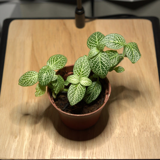 Fittonia albivenis 'Minima' (2")