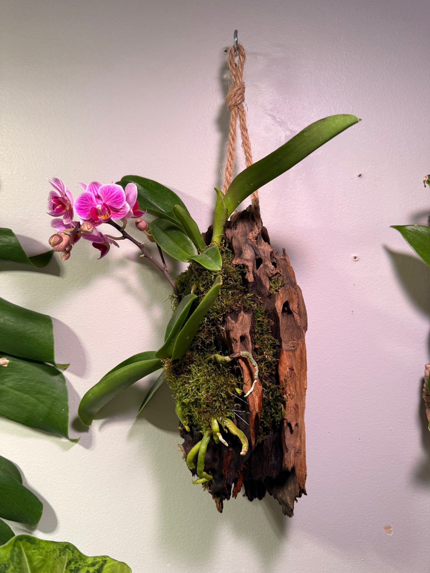 Duo d’Orchidées sur Bois suspendu