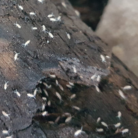Collemboles (Springtails)