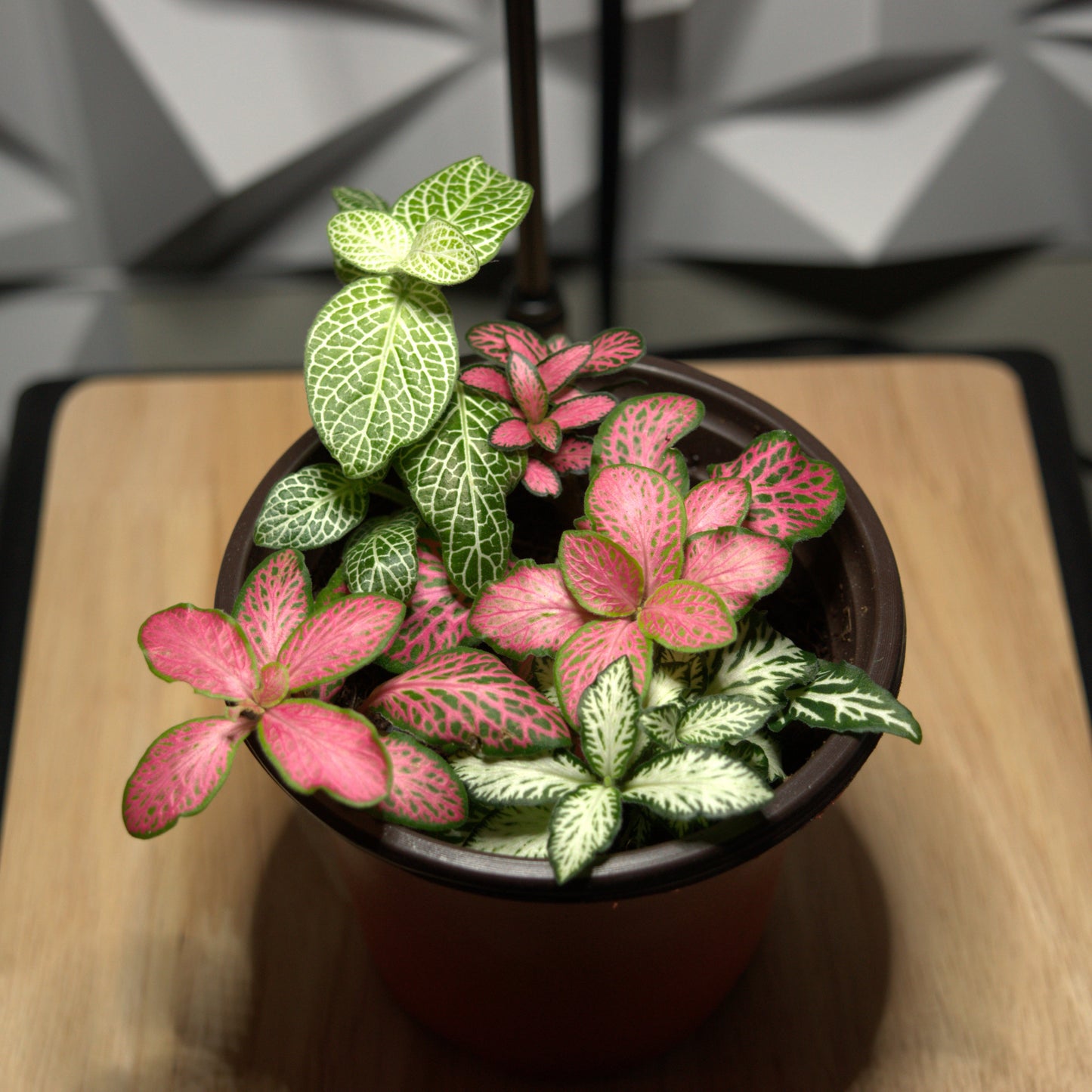 Mélange de fittonia (3,5")