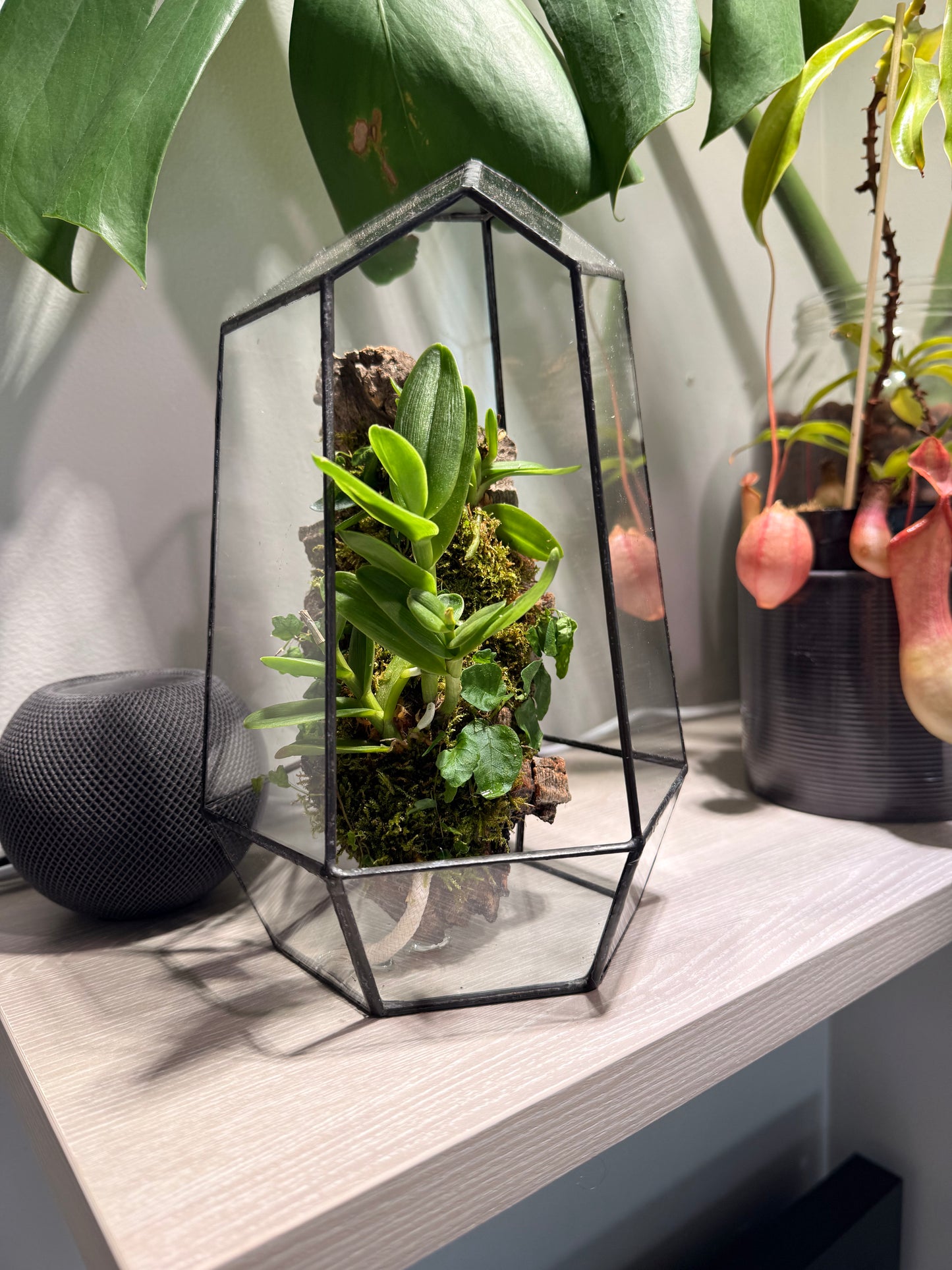 Terrarium avec orchidée