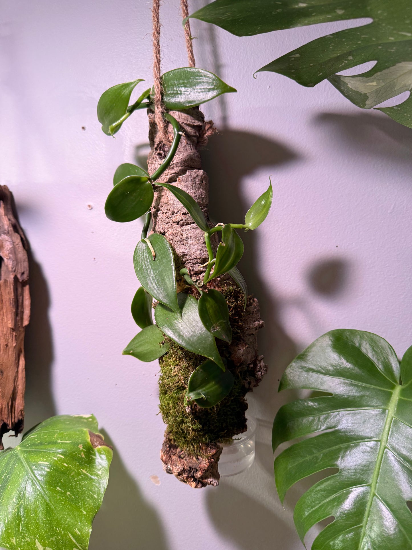 Orchidée Vanille sur Écorce de Liège Suspendue