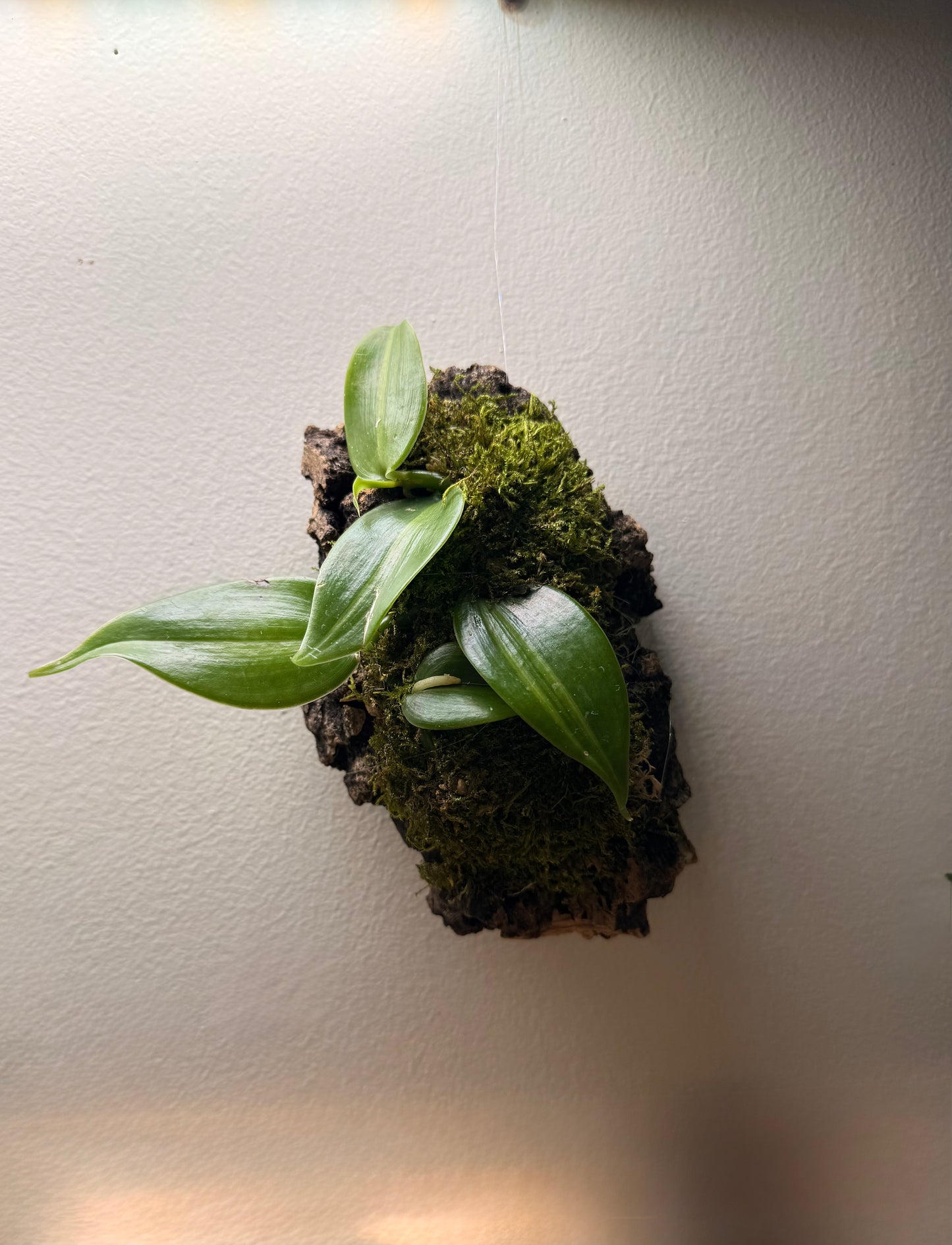 Orchidée Vanille sur Écorce de Liège Suspendue